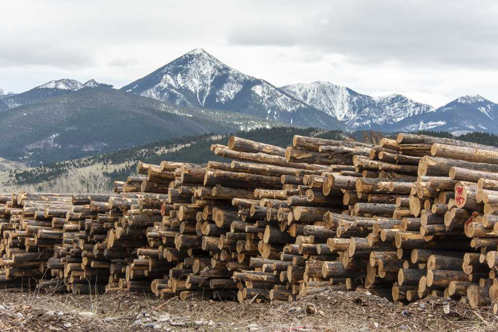 processing-mill-in-montana-runs-at-full-capacity-as-lumber-prices-soar